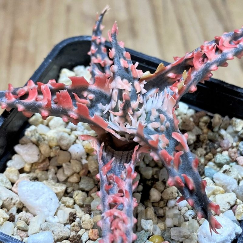 SH3240 Aloe TCT hybrid