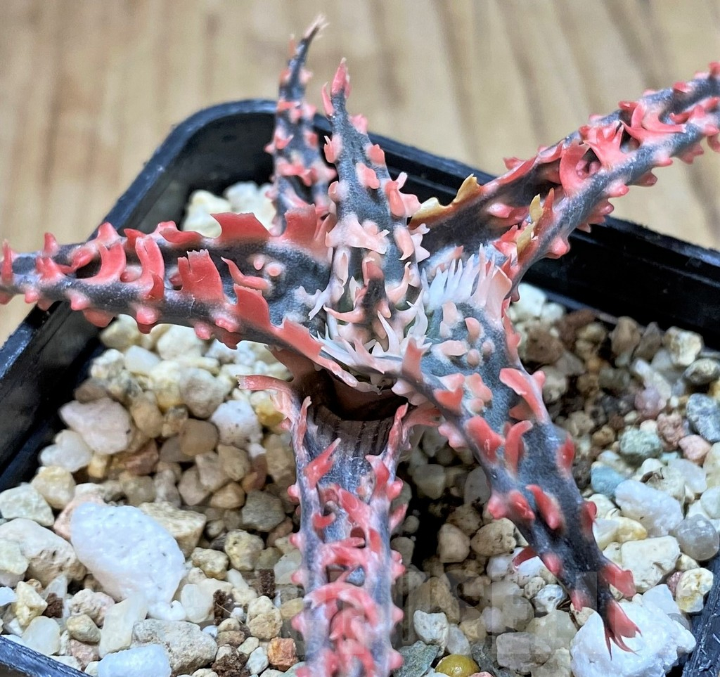 SH3240 Aloe TCT hybrid