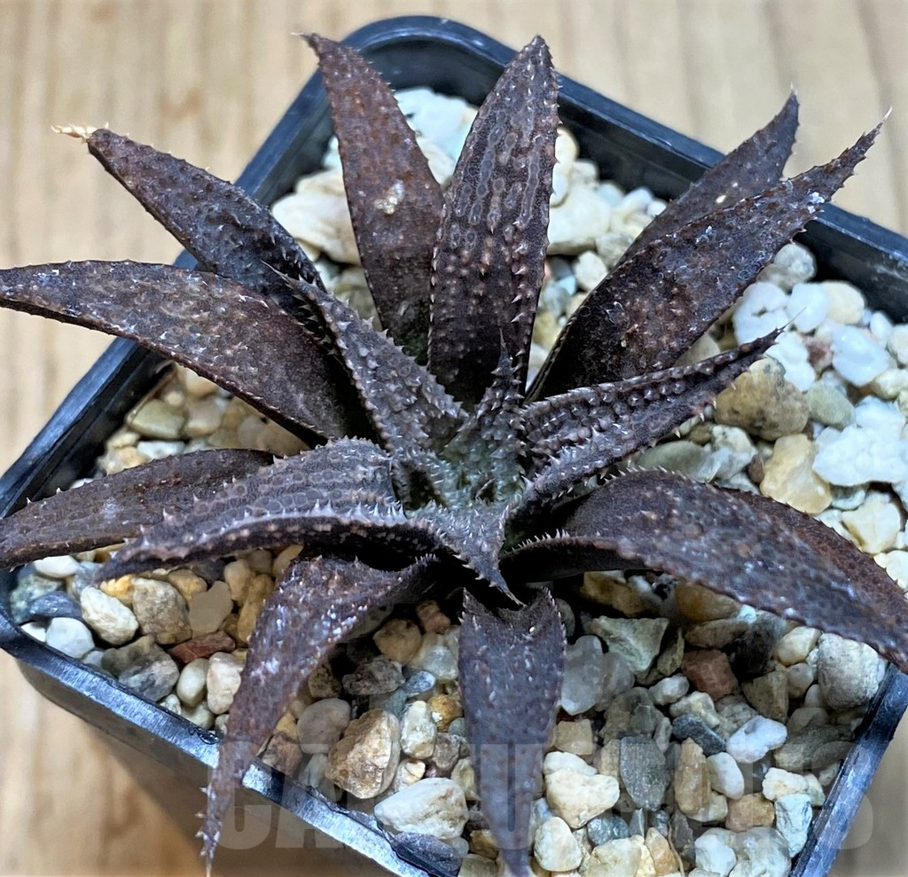 SH3268 Haworthia parksiana hybrid