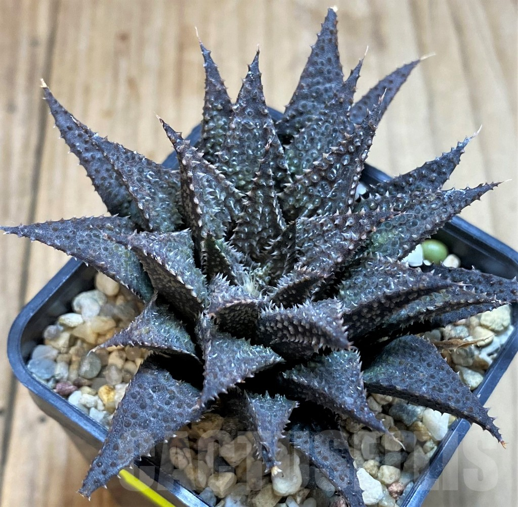 SH3269 Haworthia wimii x koelmaniorum - immagine 2