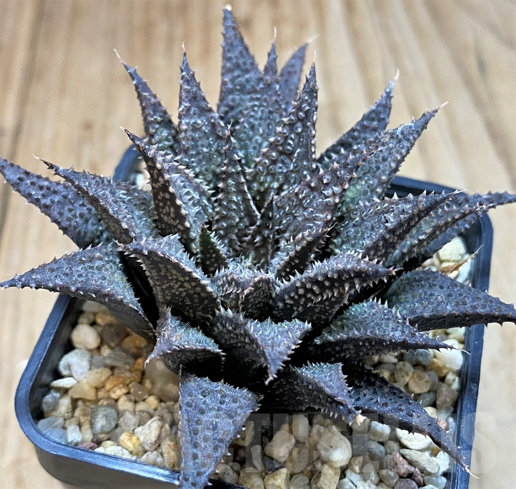 SH3269 Haworthia wimii x koelmaniorum