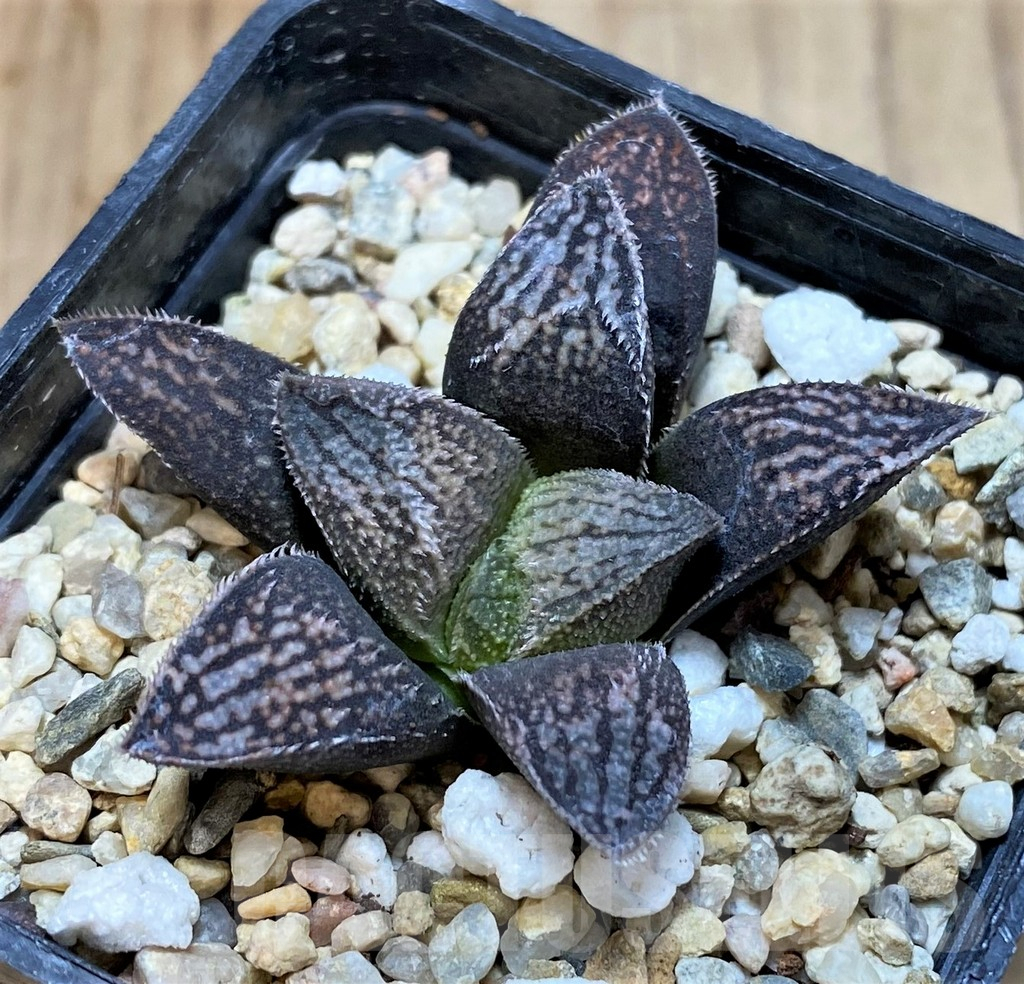 SH3270 Haworthia splendens 'Hakuja' - immagine 2
