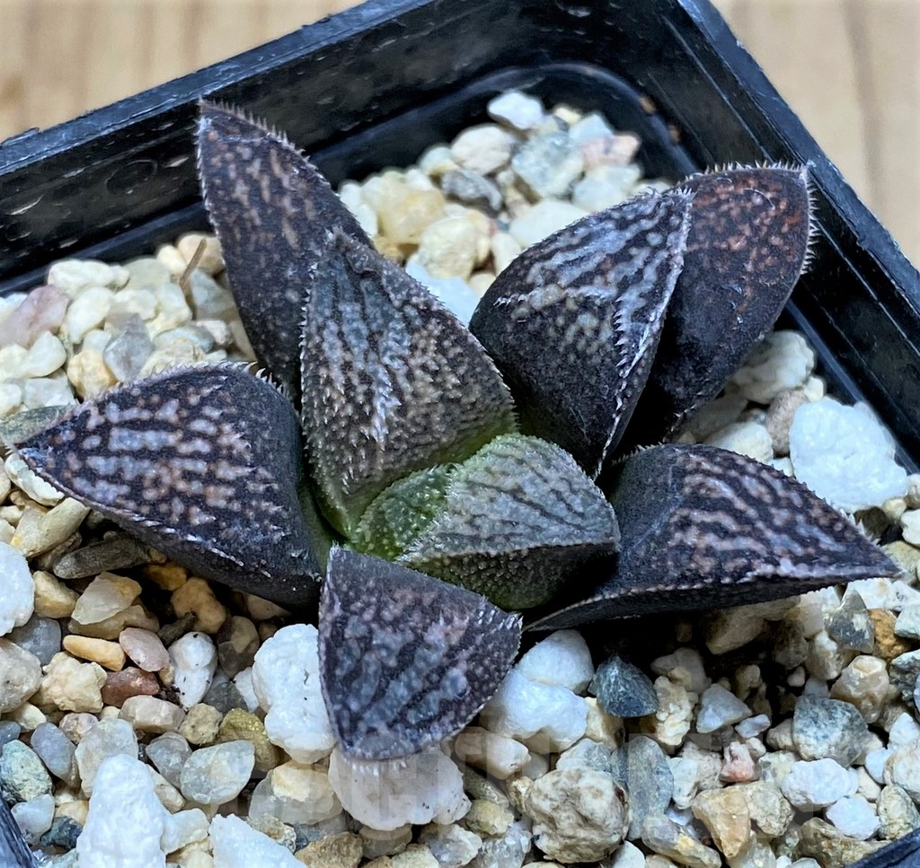 SH3270 Haworthia splendens 'Hakuja'