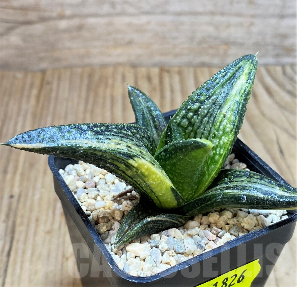 SH1826 Haworthia 'Kintaikyo' f. variegata - Imagen 4