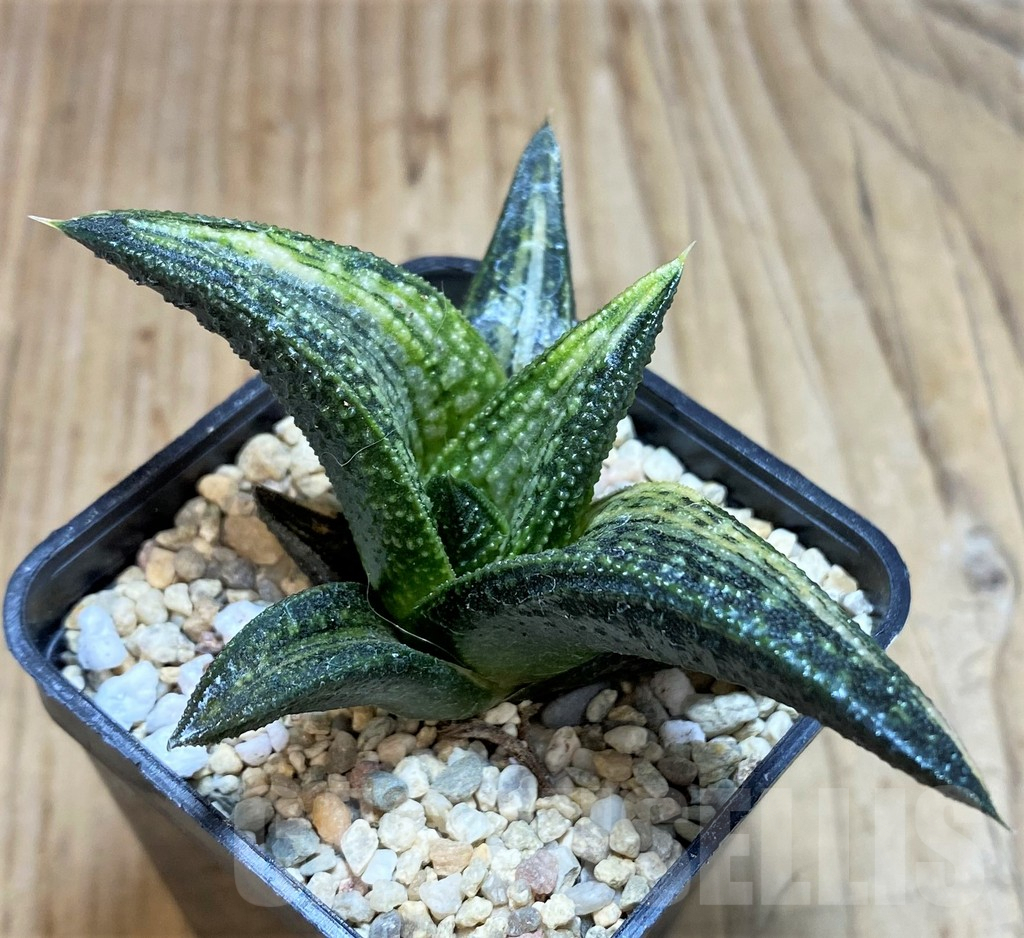 SH1826 Haworthia 'Kintaikyo' f. variegata - Imagen 3