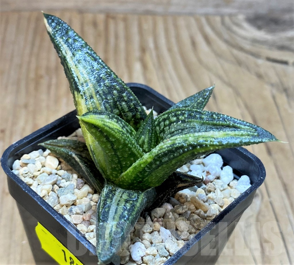 SH1826 Haworthia 'Kintaikyo' f. variegata