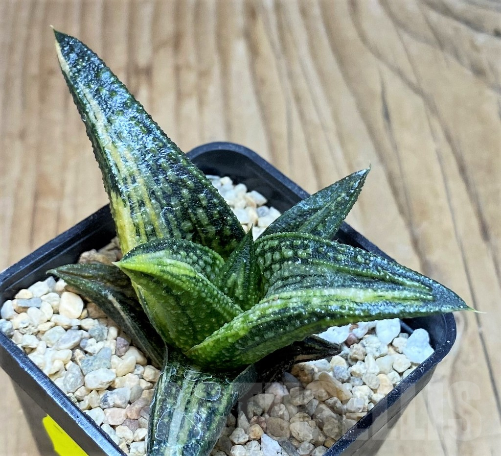 SH1826 Haworthia 'Kintaikyo' f. variegata - Imagen 2