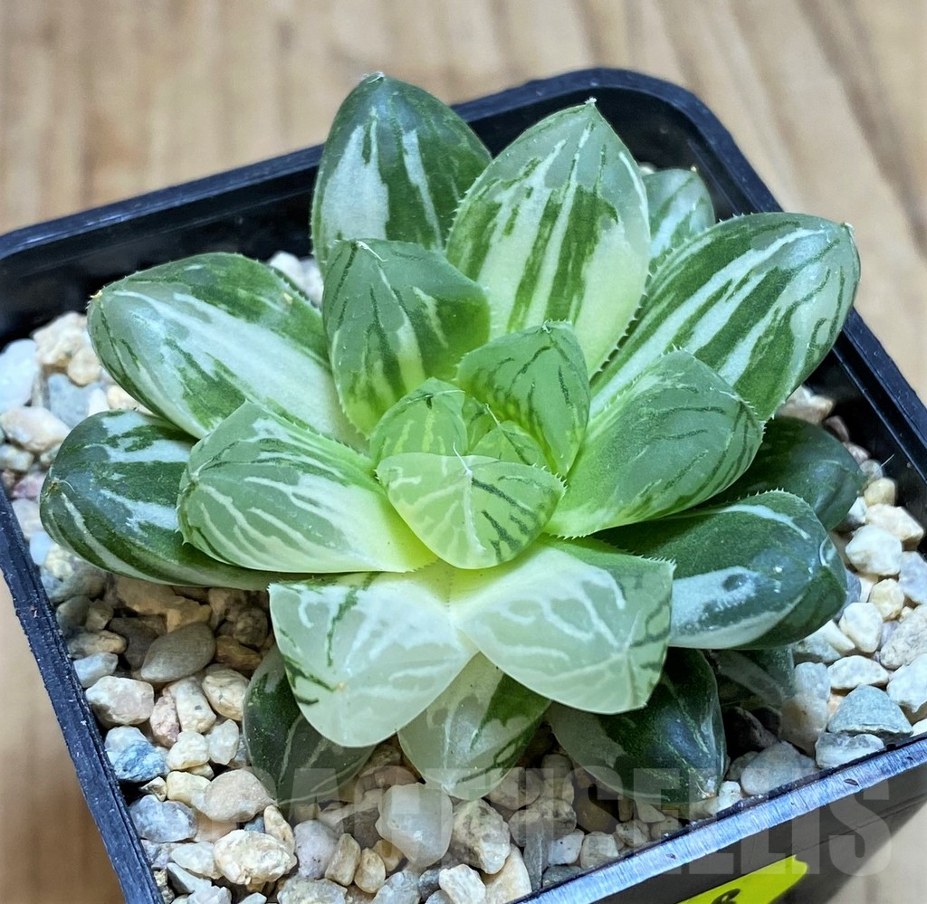SH1828 Haworthia obtusa ‘Marin’ f. variegata - Image 2
