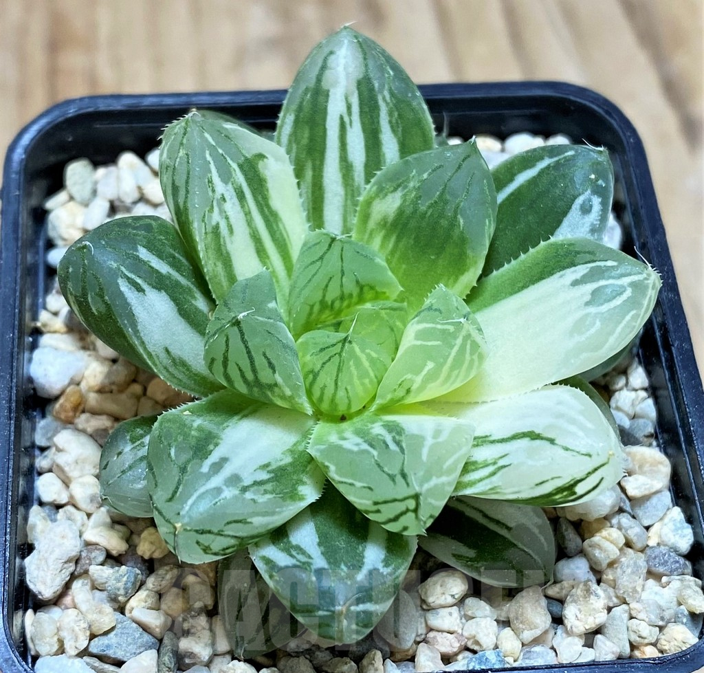 SH1828 Haworthia obtusa ‘Marin’ f. variegata