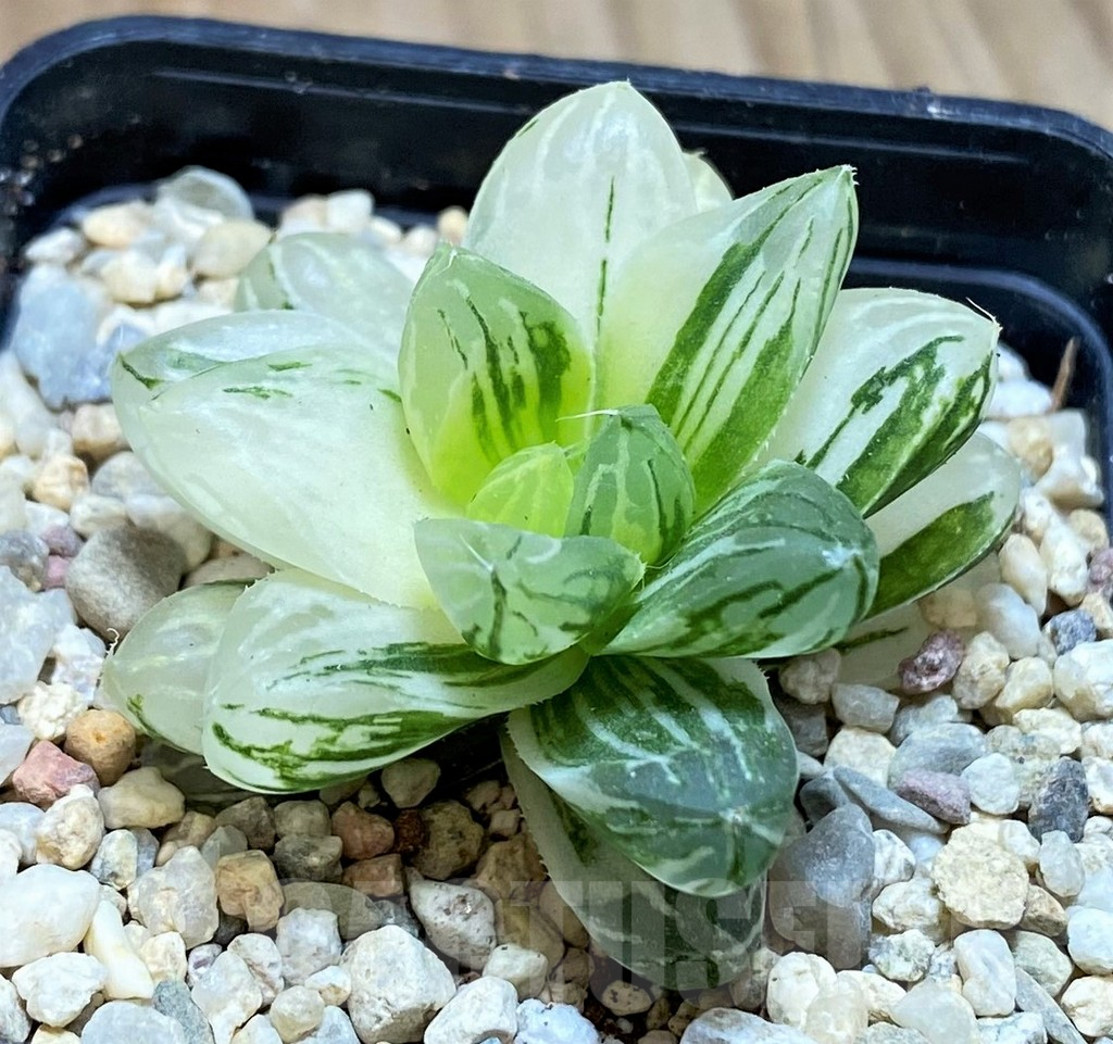 SH1829 Haworthia obtusa ‘Marin’ f. variegata