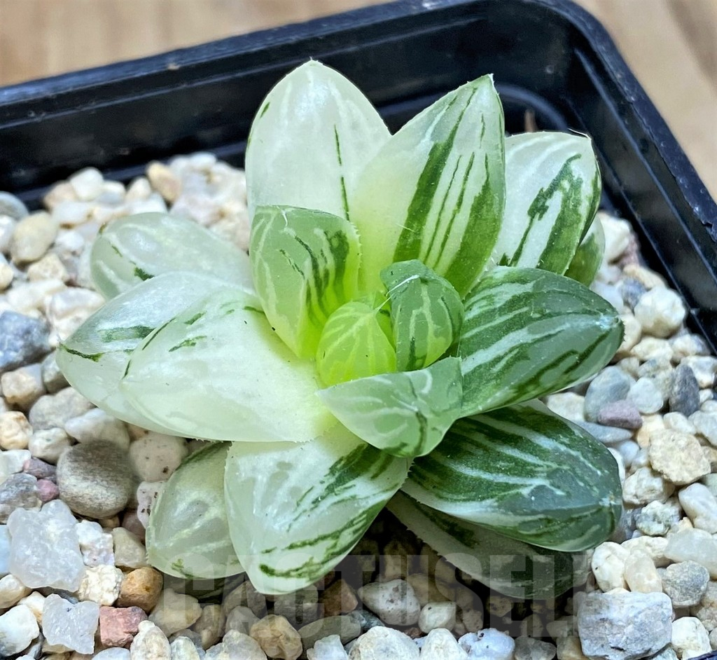 SH1829 Haworthia obtusa ‘Marin’ f. variegata - Image 2