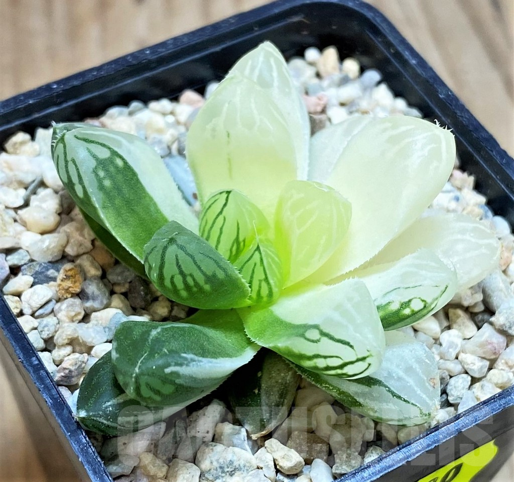 SH1830 Haworthia obtusa ‘Marin’ f. variegata - Image 2