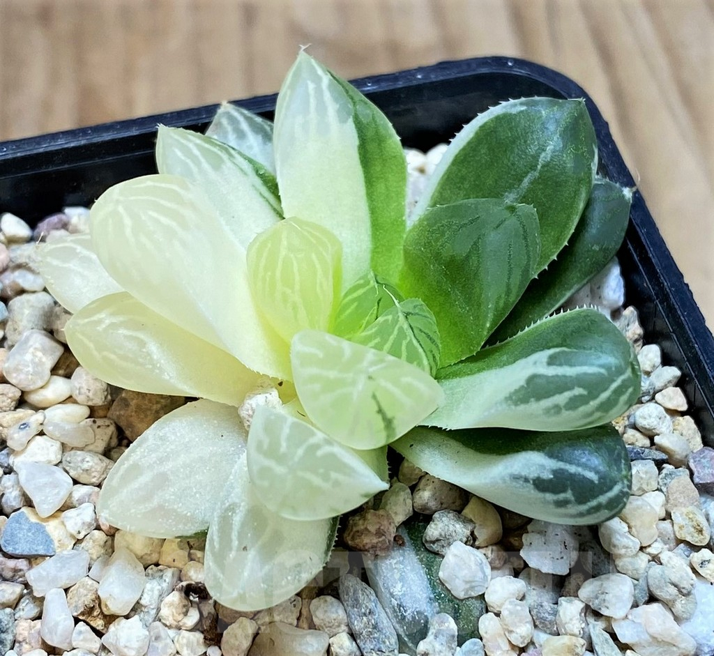 SH1830 Haworthia obtusa ‘Marin’ f. variegata