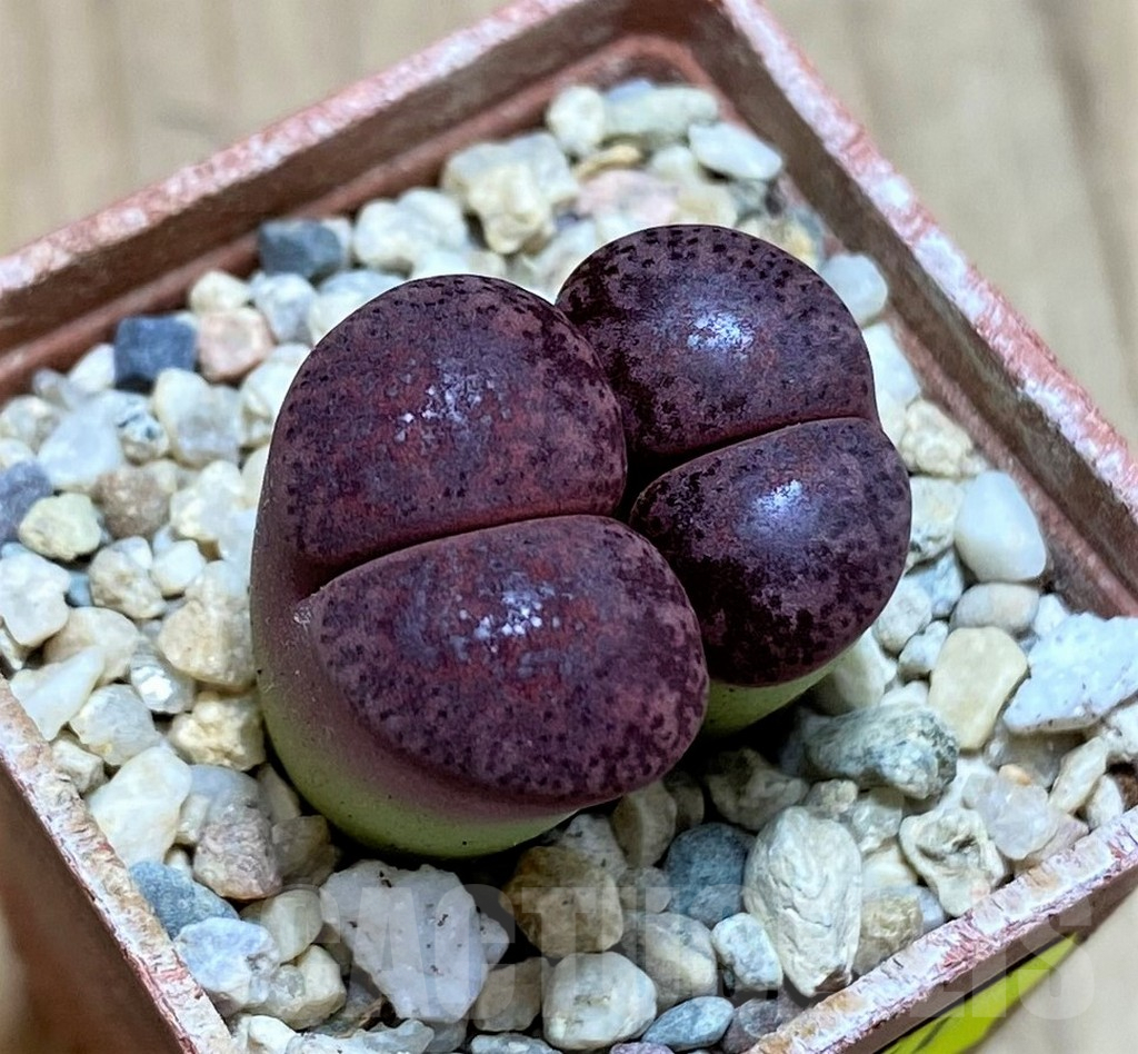 SH1831 Lithops lesliei ‘Fred’s Redhead’ 2 heads