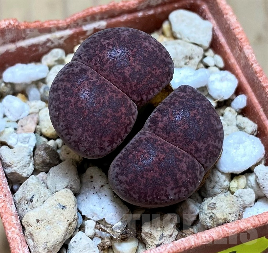 SH1833 Lithops lesliei ‘Fred’s Redhead’ 2 heads