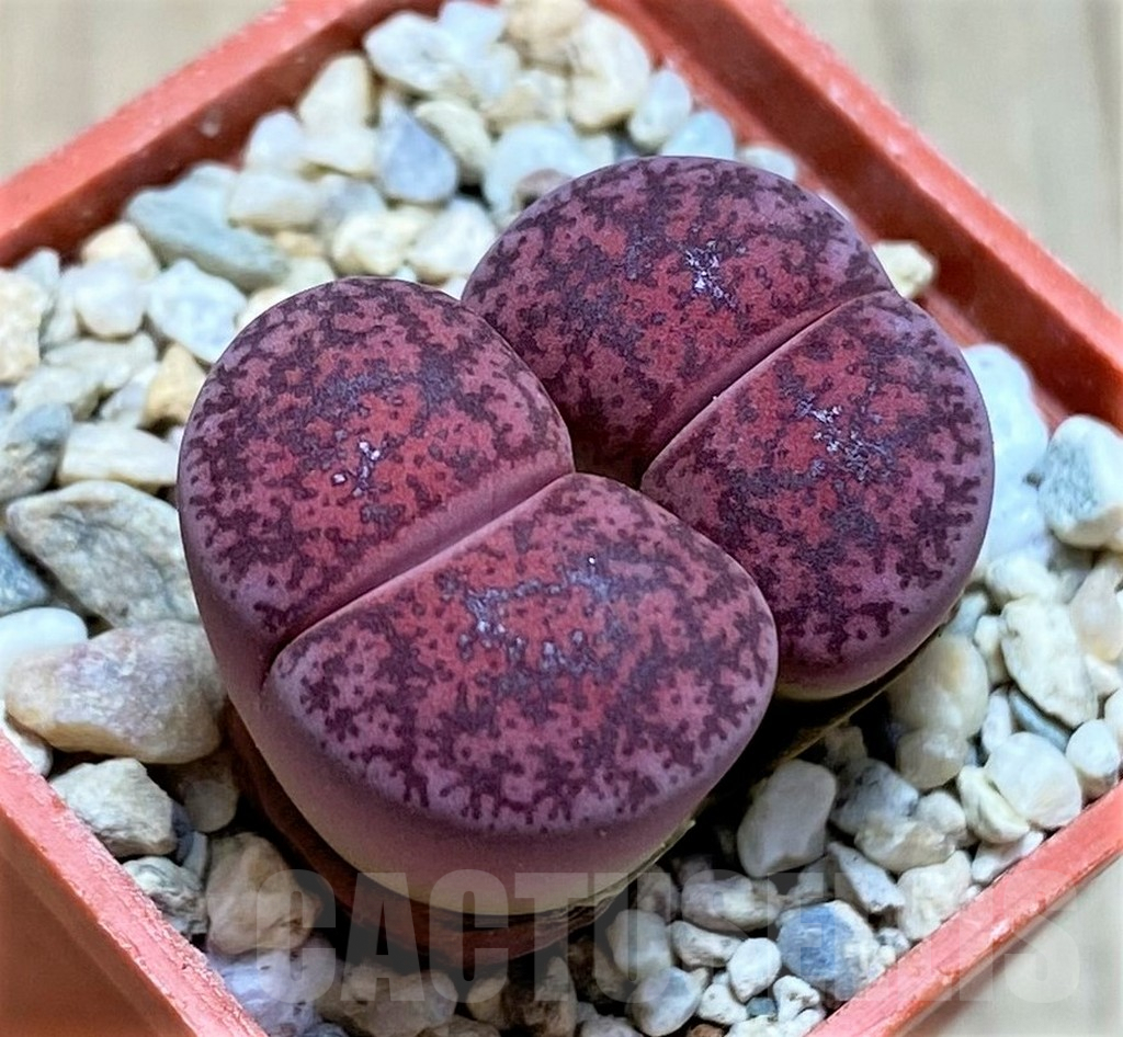 SH1834 Lithops lesliei ‘Fred’s Redhead’ 2 heads