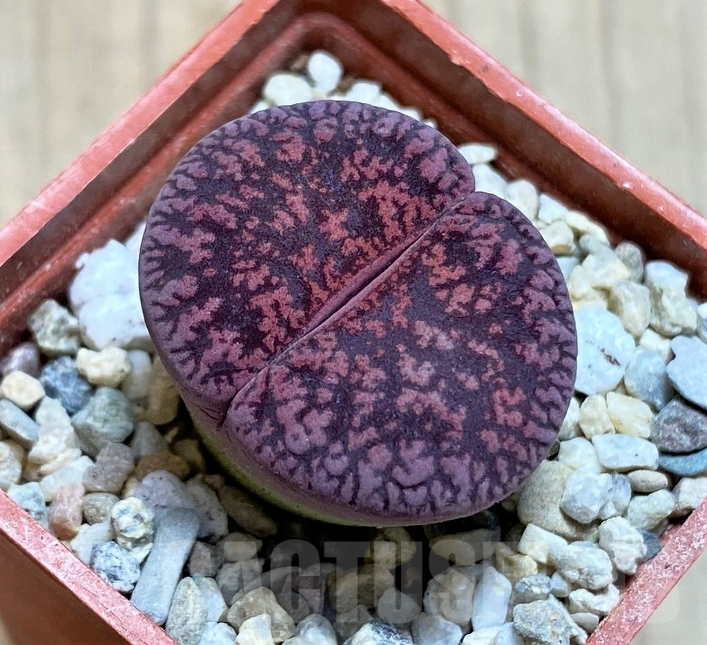 SH1835 Lithops lesliei ‘Fred’s Redhead’