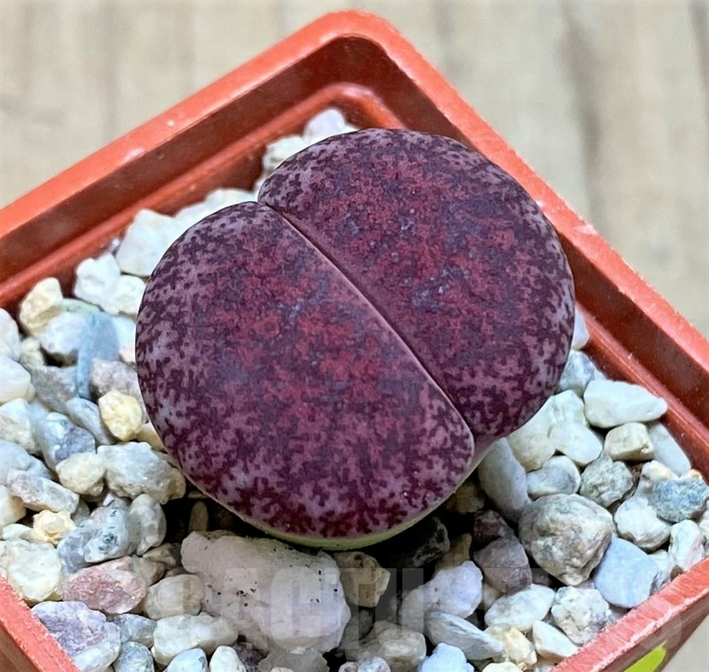 SH1837 Lithops lesliei ‘Fred’s Redhead’