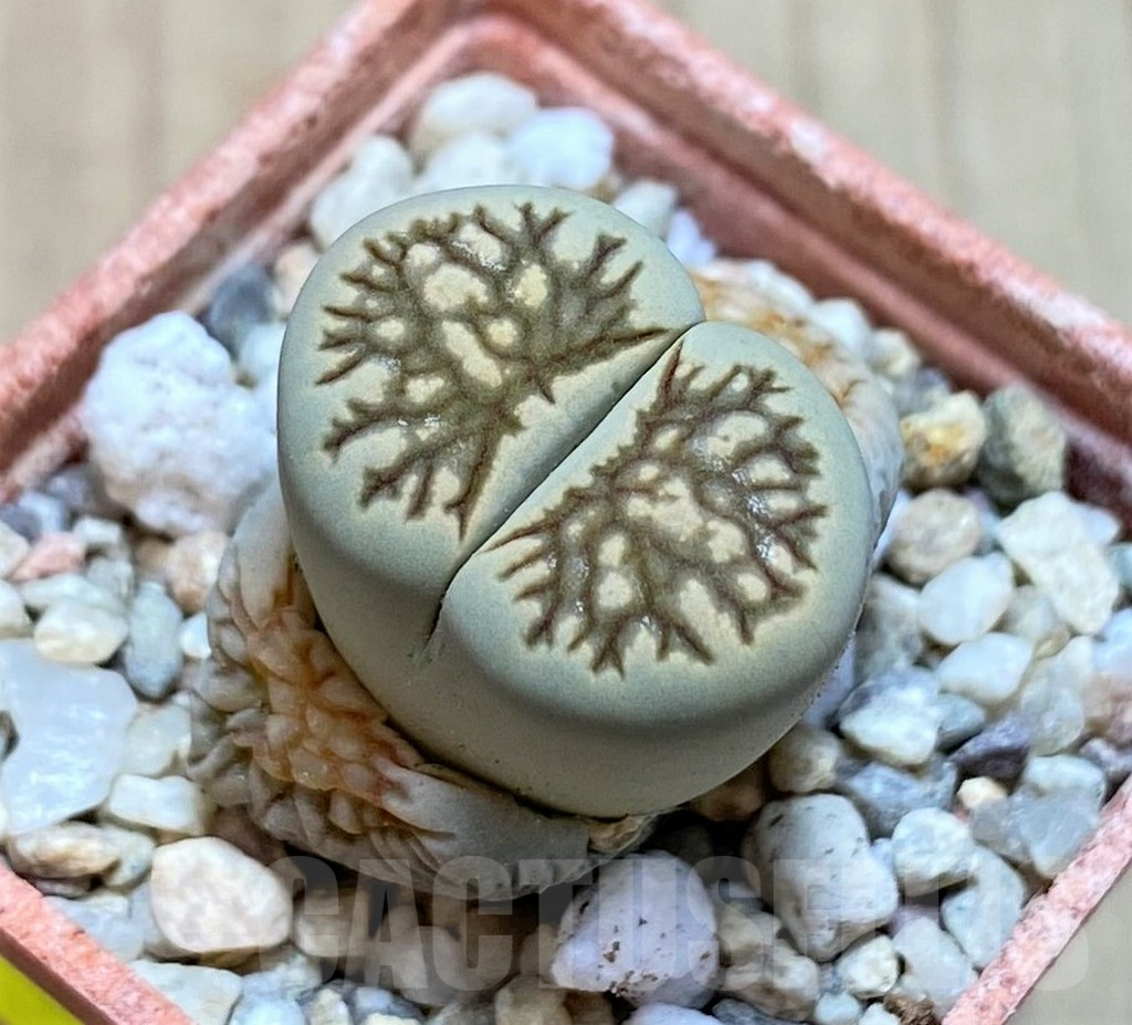 SH1839 Lithops julii ‘Kikushogiyoku’ hybrid