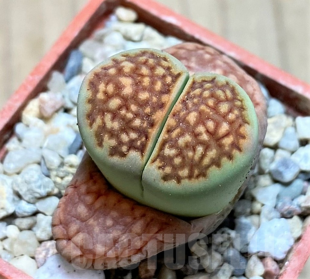 SH1840 Lithops julii ‘Kikushogiyoku’ hybrid