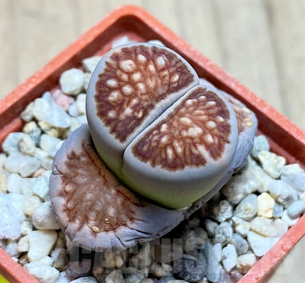 SH1841 Lithops julii ‘Kikushogiyoku’ hybrid