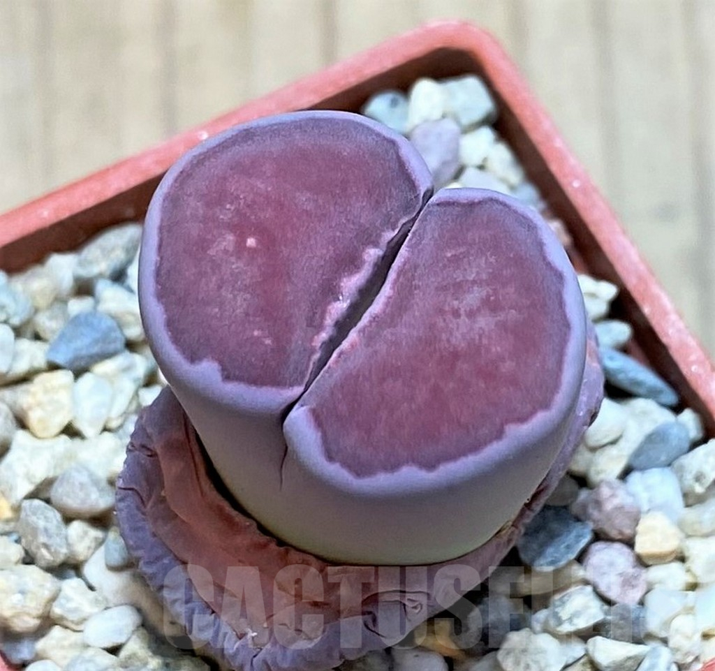 SH1842 Lithops salicola 'Bacchus' hybrid