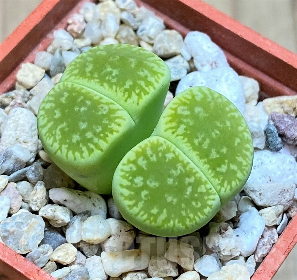SH1844 Lithops aucampiae 'Bella Ketty'