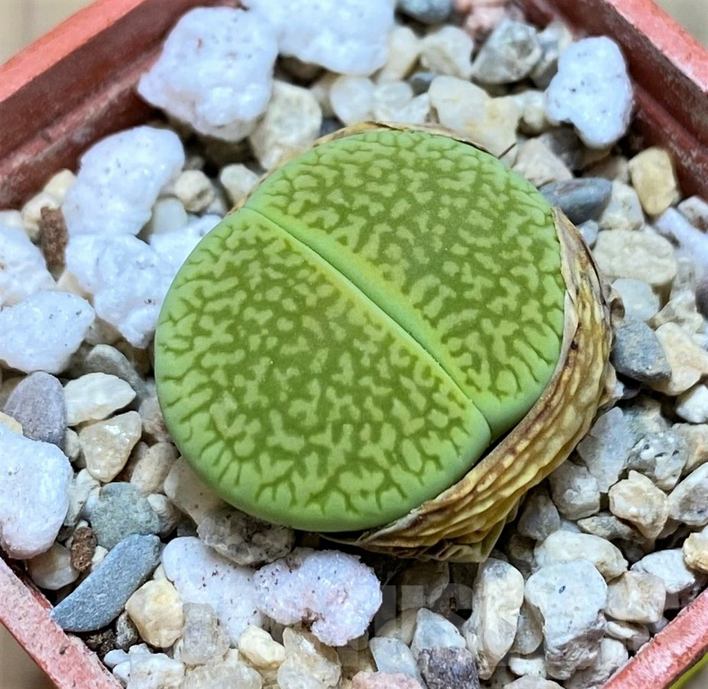 SH1845 Lithops hookeri ‘Anna Rosa’