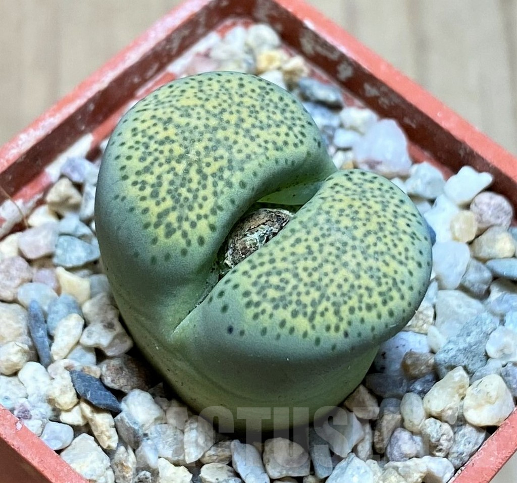 SH1846 Lithops terricolor 'Speckled Gold'