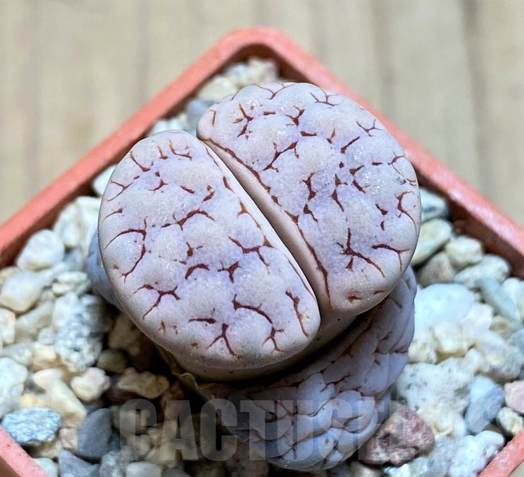SH1847 Lithops gracilidelineata