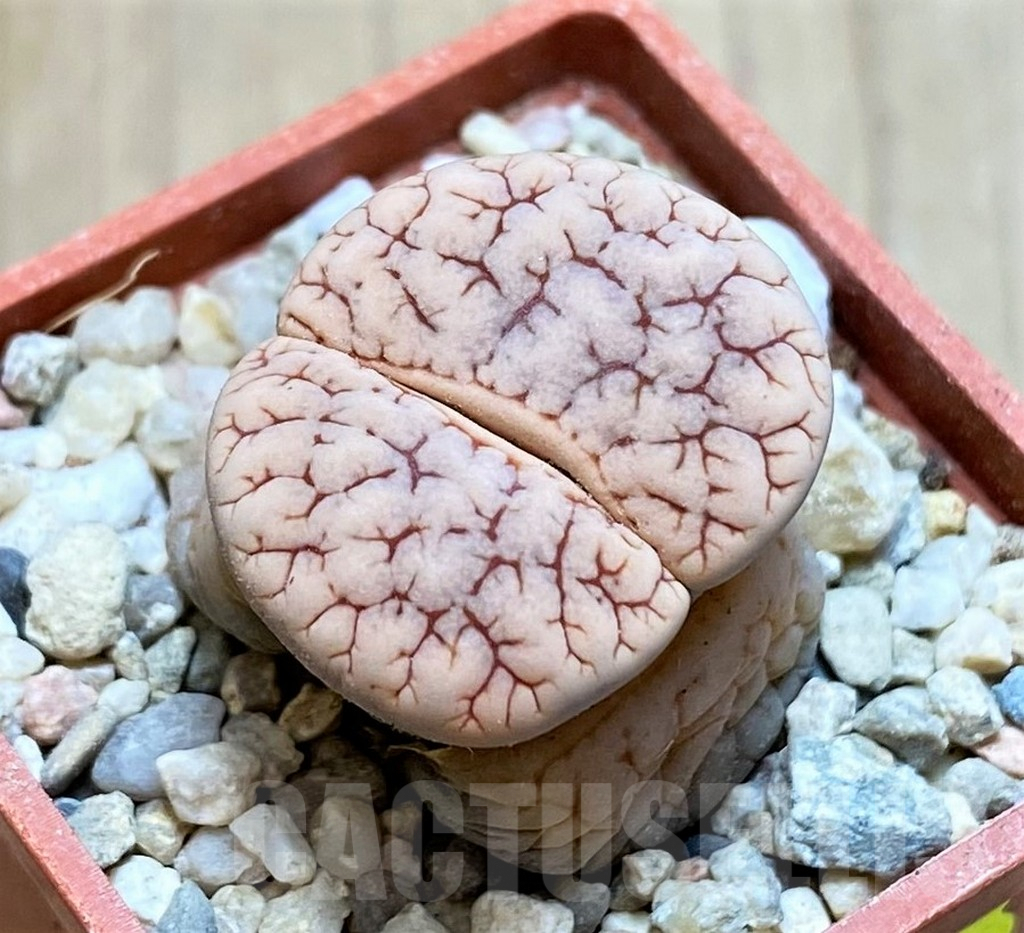SH1848 Lithops gracilidelineata