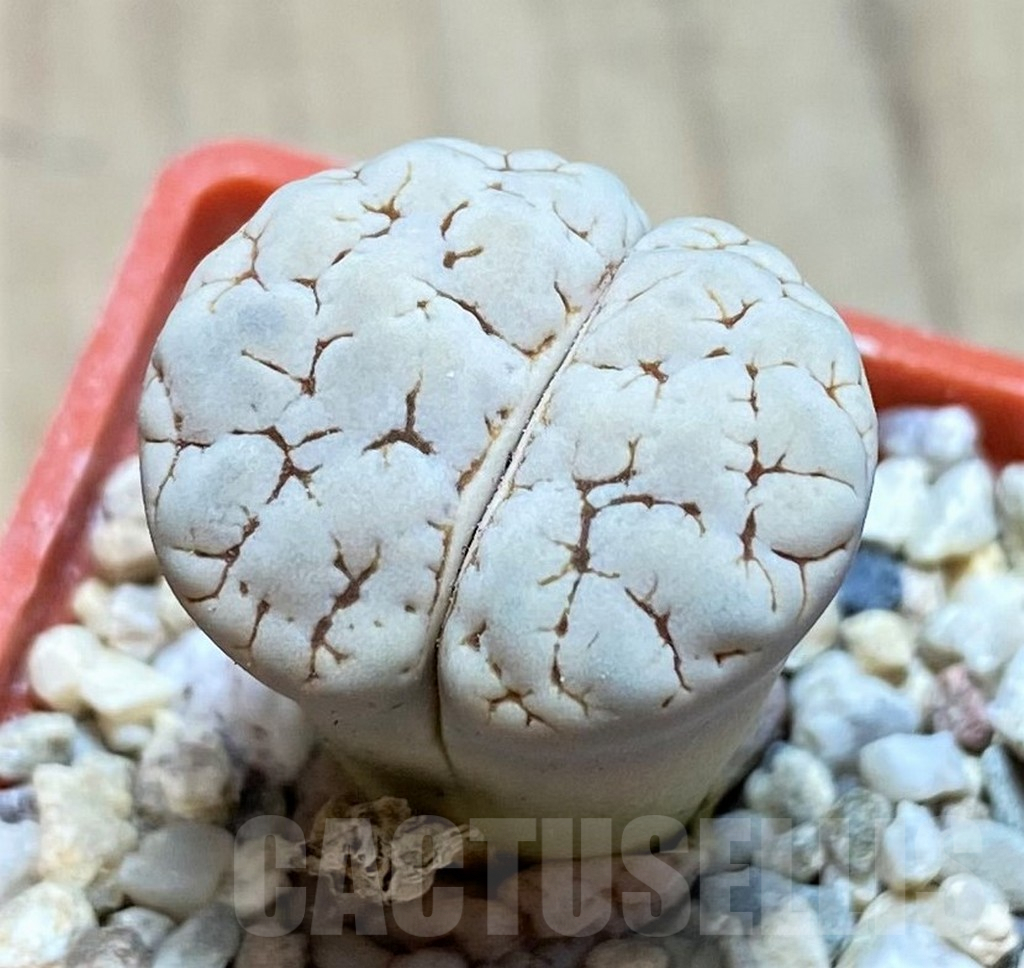 SH1849 Lithops gracilidelineata