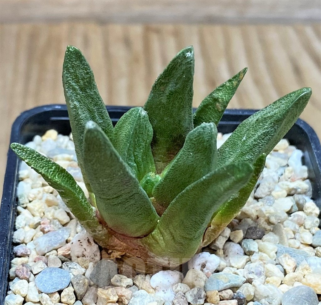 SH1800 Ariocarpus scapharostrus, seedling, own roots - Image 2