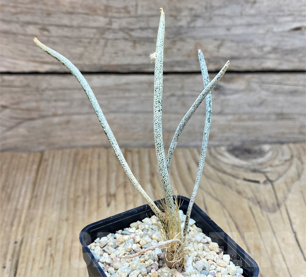 SH1794 Astrophytum caput-medusae