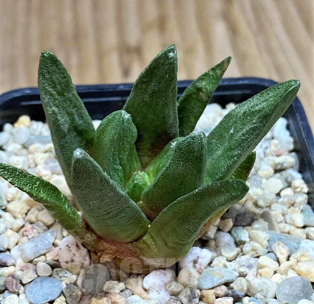 SH1800 Ariocarpus scapharostrus, seedling, own roots