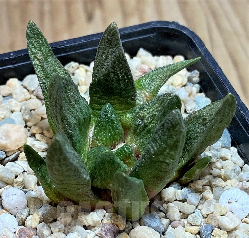 SH1801 Ariocarpus scapharostrus, seedling, own roots