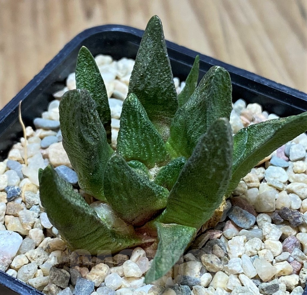 SH1801 Ariocarpus scapharostrus, seedling, own roots - Image 2