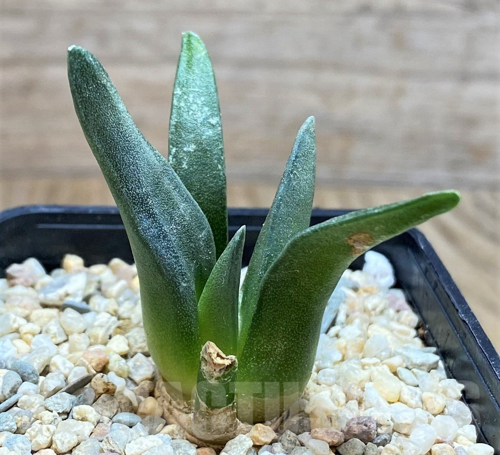 SH1802 Ariocarpus retusus, seedling, own roots