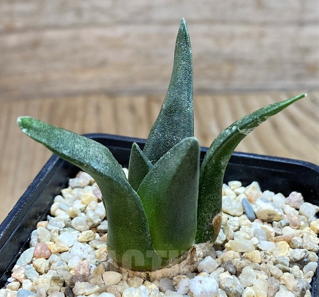 SH1802 Ariocarpus retusus, seedling, own roots - Image 2