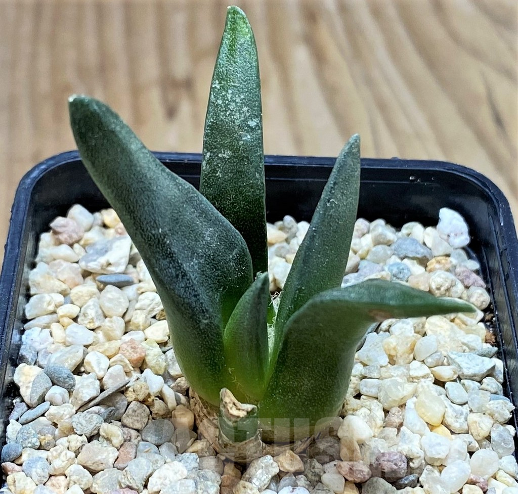 SH1802 Ariocarpus retusus, seedling, own roots - Image 3