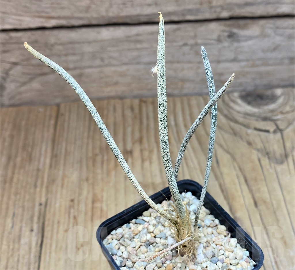 SH1794 Astrophytum caput-medusae - Image 2