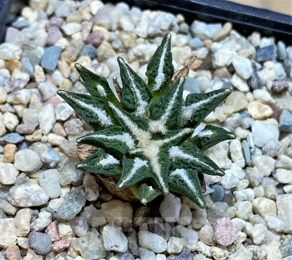 SH1805 Ariocarpus kotschoubeyanus hybrid, seedling, own roots