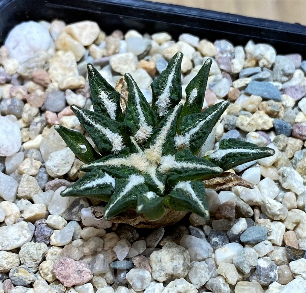 SH1805 Ariocarpus kotschoubeyanus hybrid, seedling, own roots - Obrázek 2