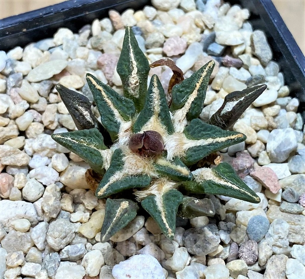 SH1806 Ariocarpus kotschoubeyanus hybrid, seedling, own roots - immagine 2