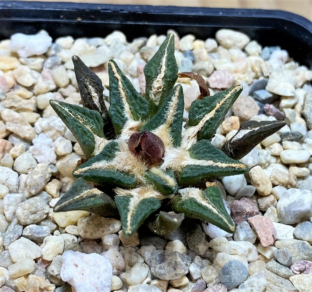 SH1806 Ariocarpus kotschoubeyanus hybrid, seedling, own roots