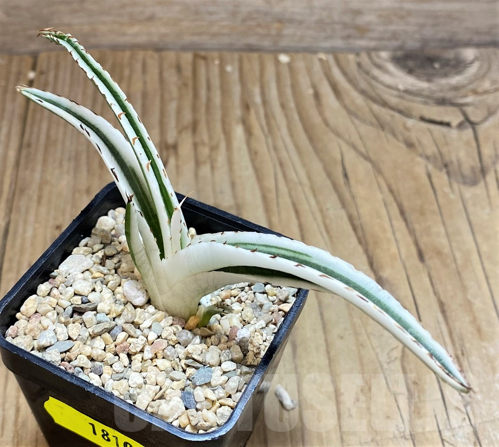 SH1810 Agave victoriae-reginae 'White Rhino'