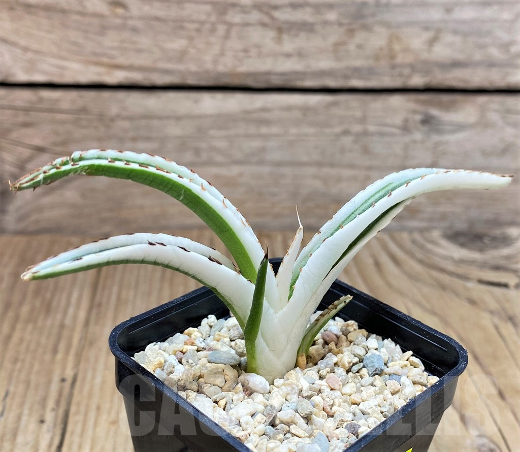 SH1810 Agave victoriae-reginae 'White Rhino' - Imagen 2