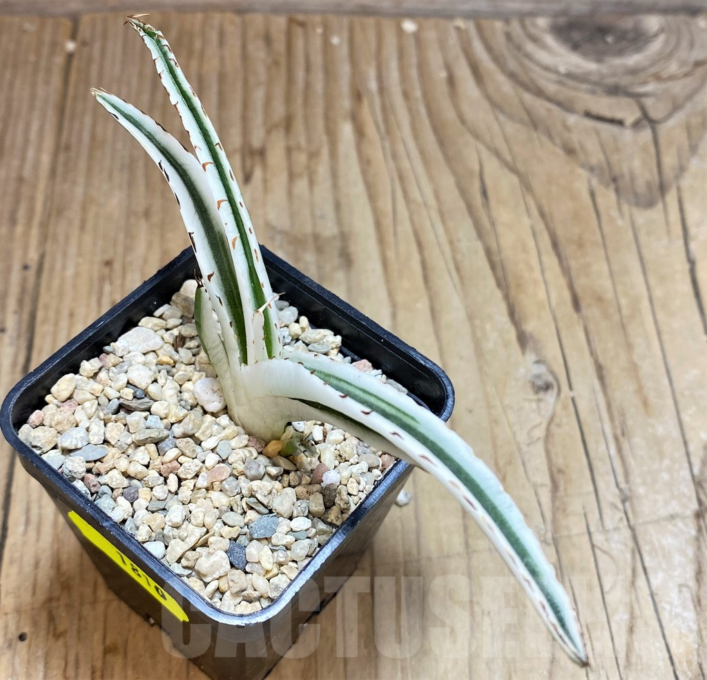 SH1810 Agave victoriae-reginae 'White Rhino' - Imagen 3