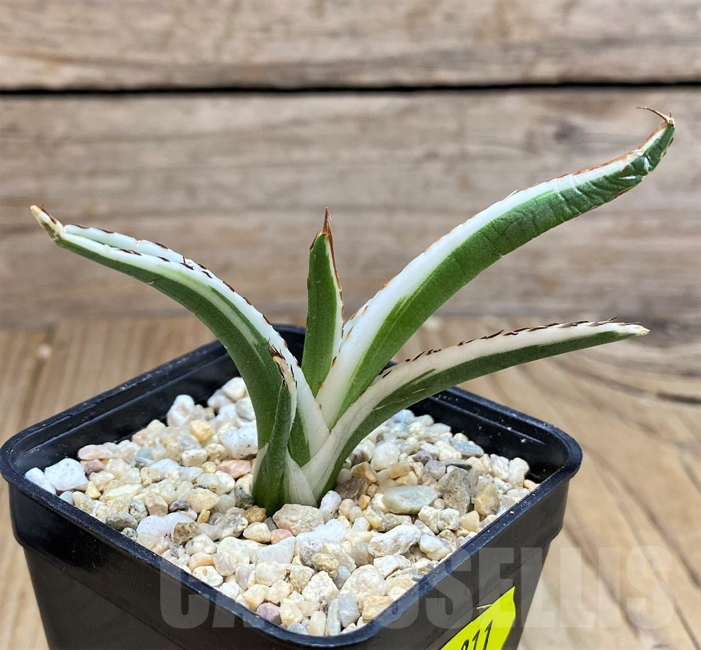 SH1811 Agave victoriae-reginae 'White Rhino' - Imagen 2