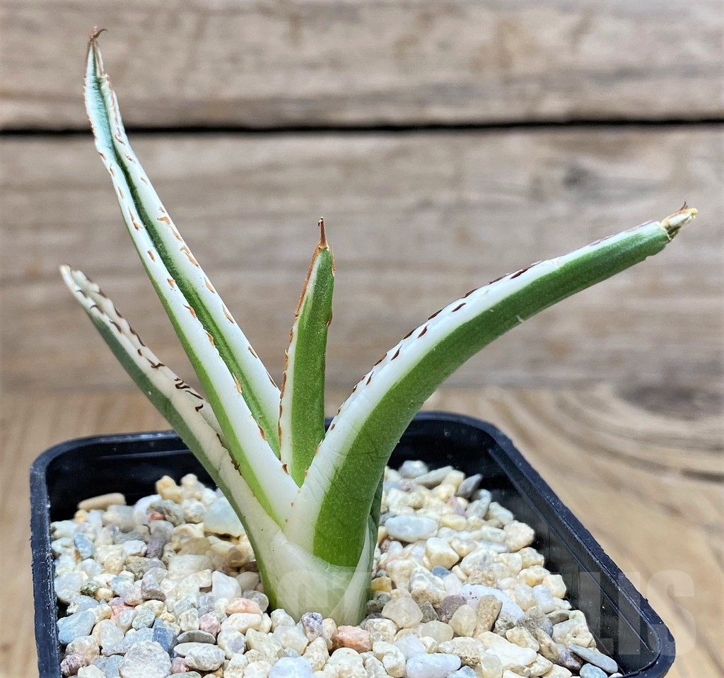 SH1811 Agave victoriae-reginae 'White Rhino'